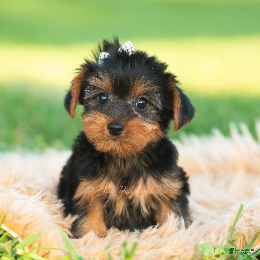 Yorkshire Terrier dogs for sale: Leo - Ad 2