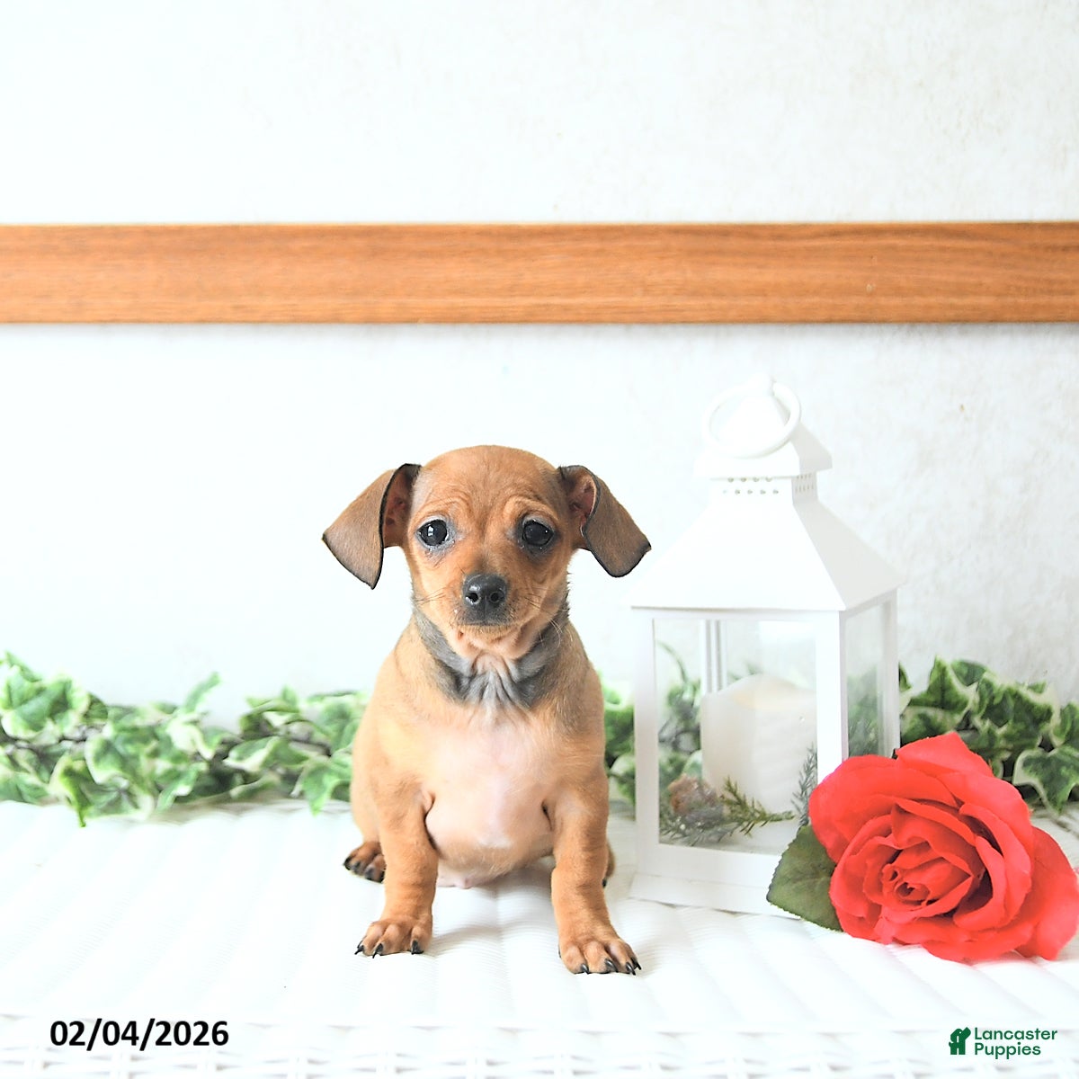 Chiweenie dogs Juliet EXTRA SMALL - Ad 2