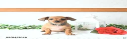 Chiweenie dogs for sale: Juliet EXTRA SMALL - Ad 2