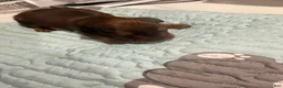 Dachshund dogs for sale: Dachshund 3 - Ad 2