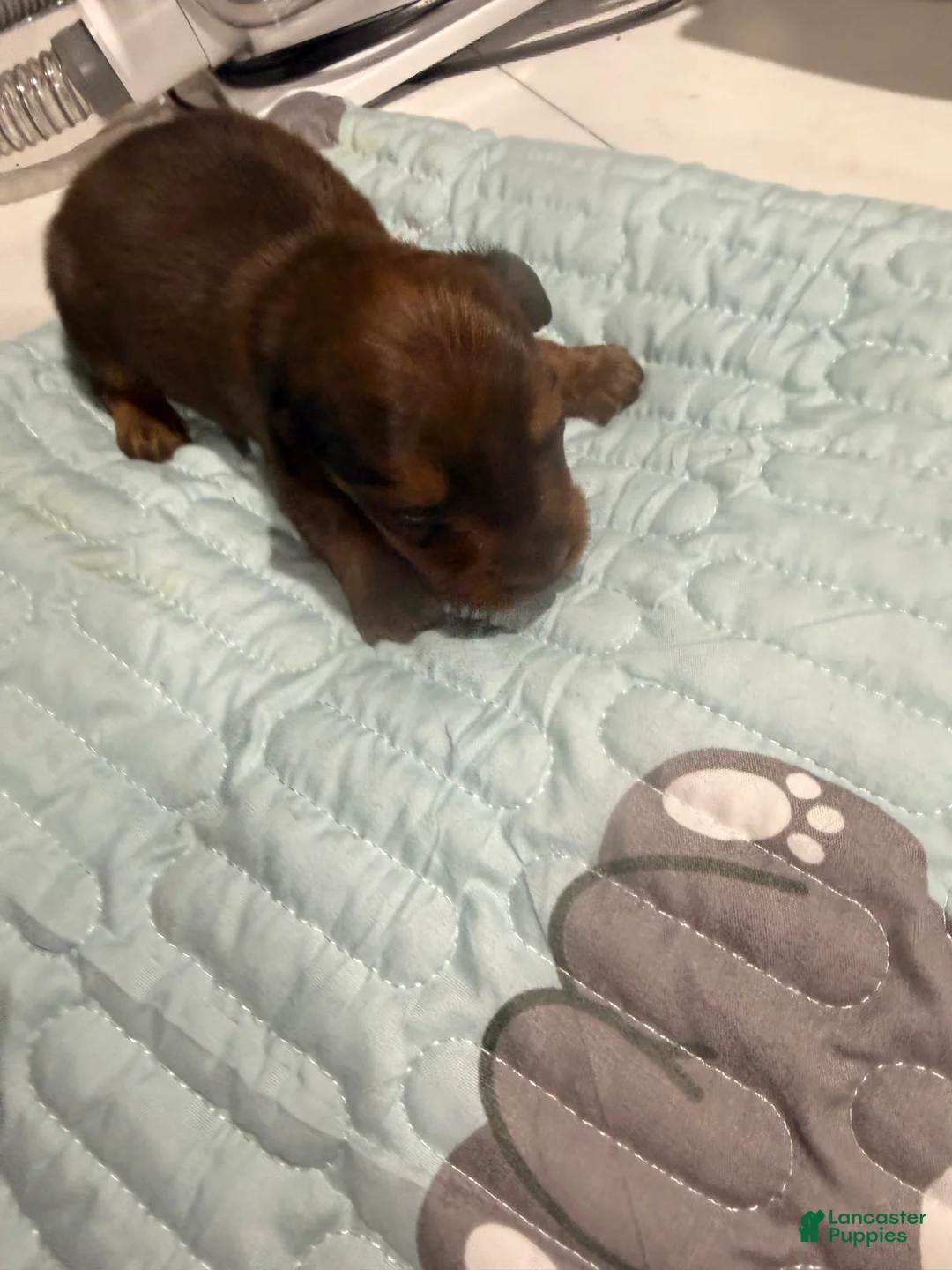 Dachshund dogs for sale: Dachshund 3 - Ad 2