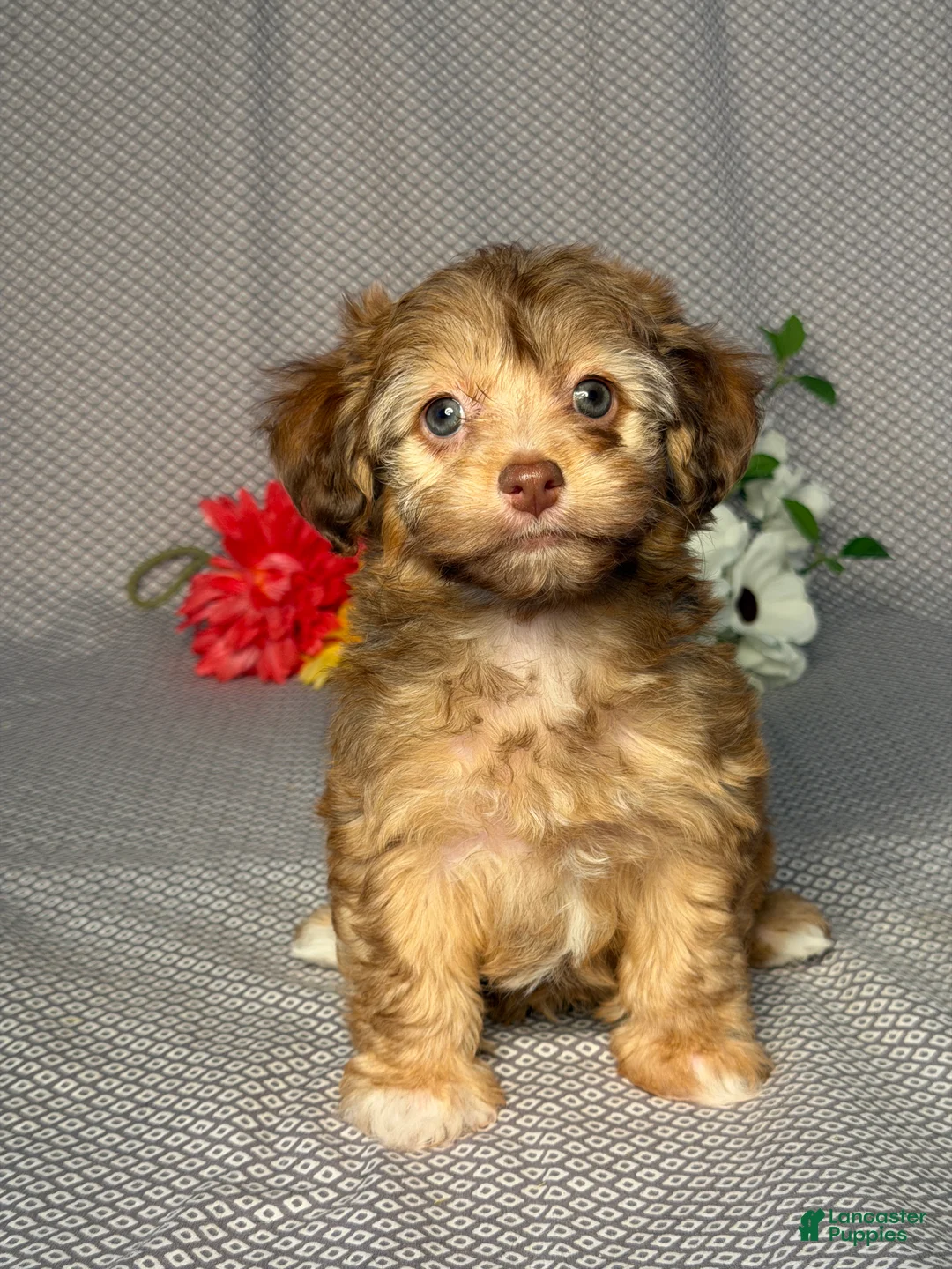 Havapoo dogs for sale: Alice - Ad 1
