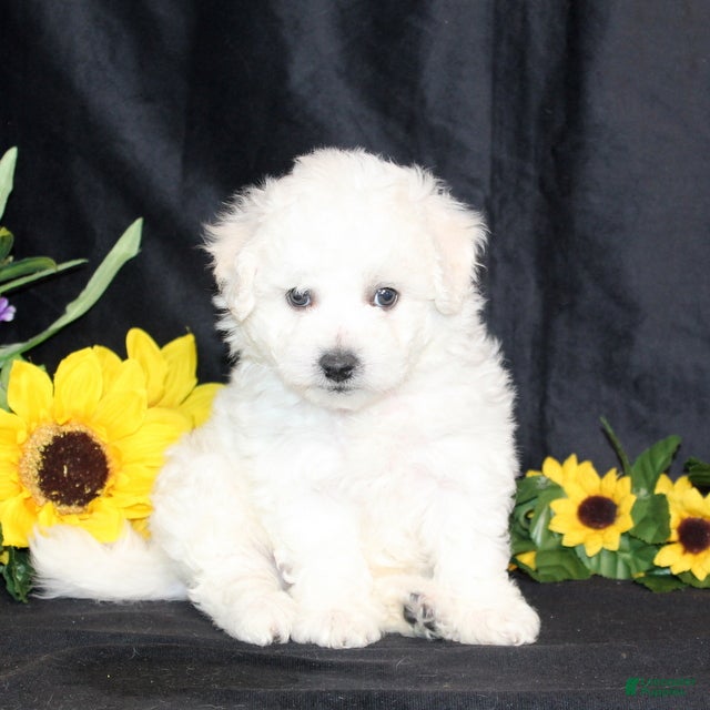 Bichon Frise dogs Colter - Ad 2