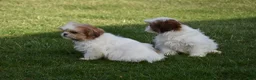 Shih Tzu dogs for sale: Shih Tzu Puppy 2 - Ad 3
