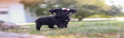 Yorkiepoo dogs for sale: Pansy - Ad 4