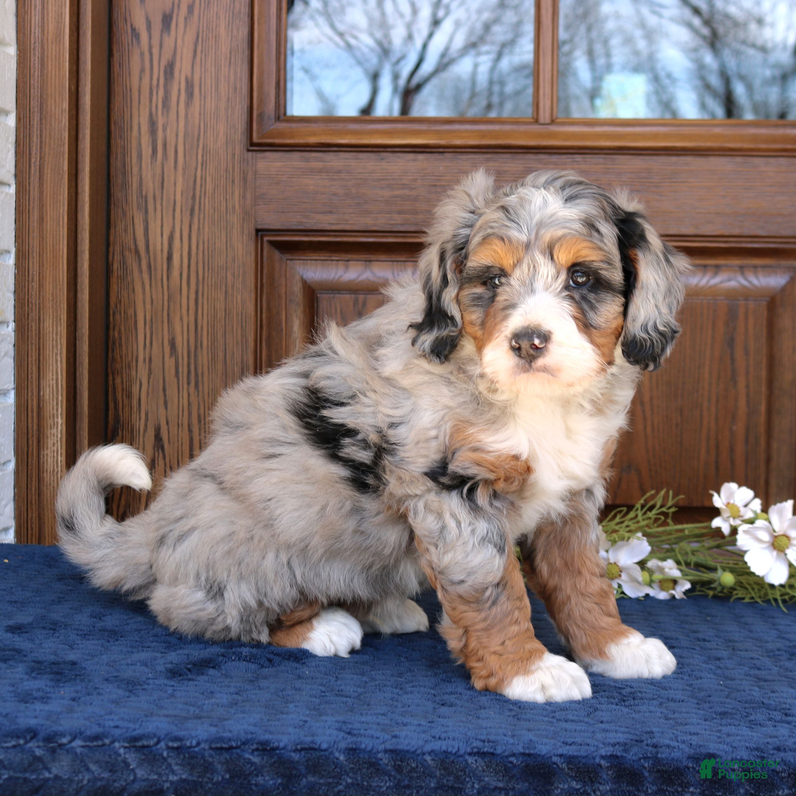 Mini Bernedoodle dogs Jordan  - Ad 2
