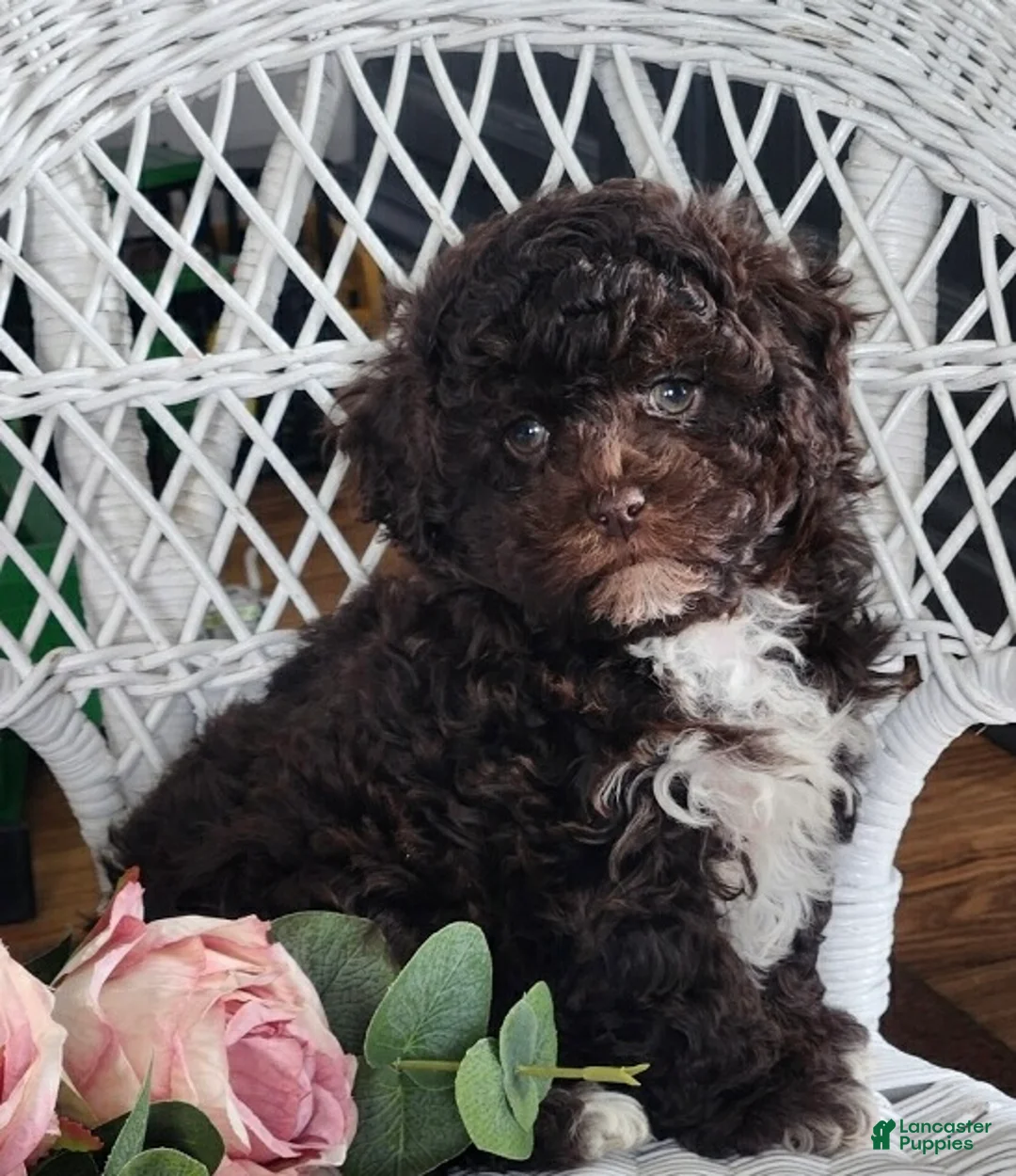 Maltipoo dogs for sale: Hailey - Ad 4