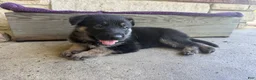 German Shepherd dogs for sale: May - Ad 7