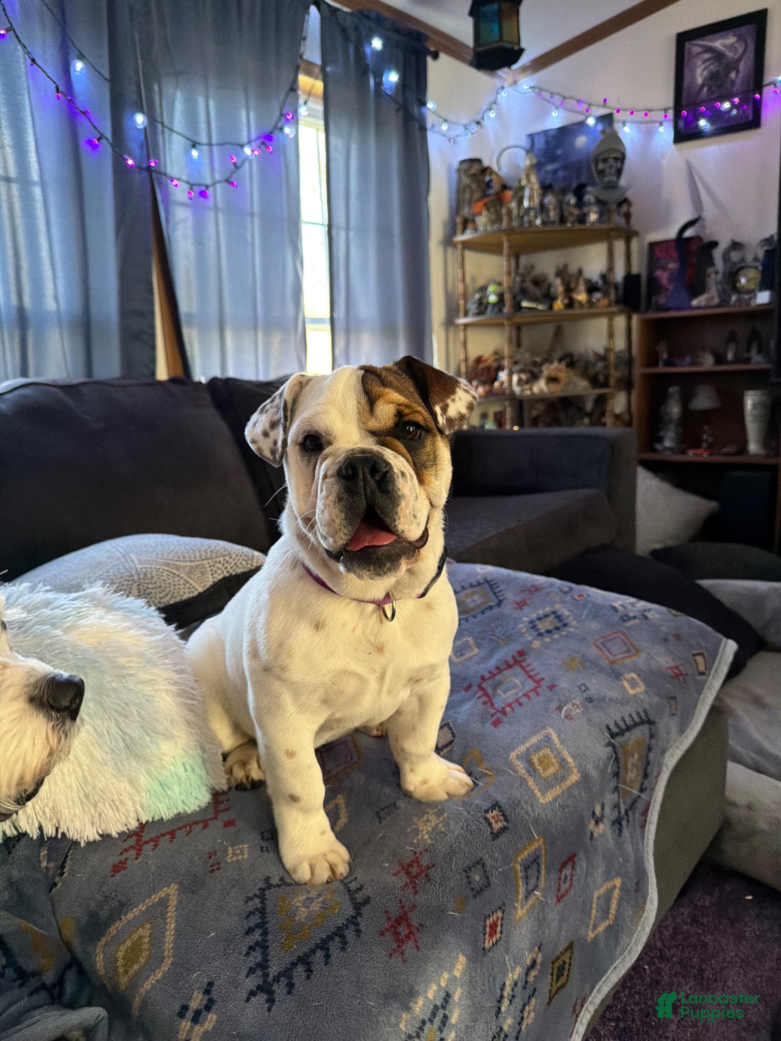 Beabull dogs Mabel - Ad 2