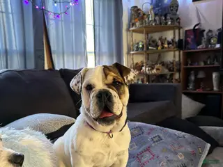 Beabull dogs Mabel - Ad 2