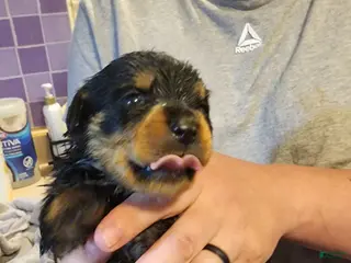 Rottweiler dogs Rottweiler Puppy 8 - Ad 20