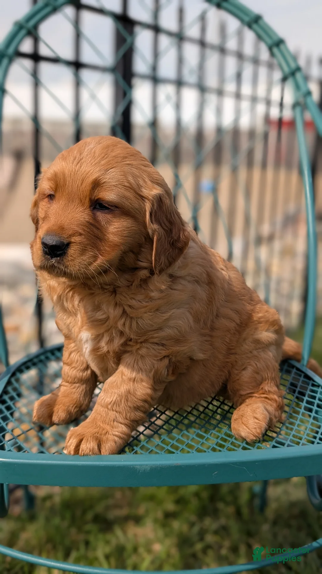 Golden Retriever dogs for sale: Daisy - Ad 2