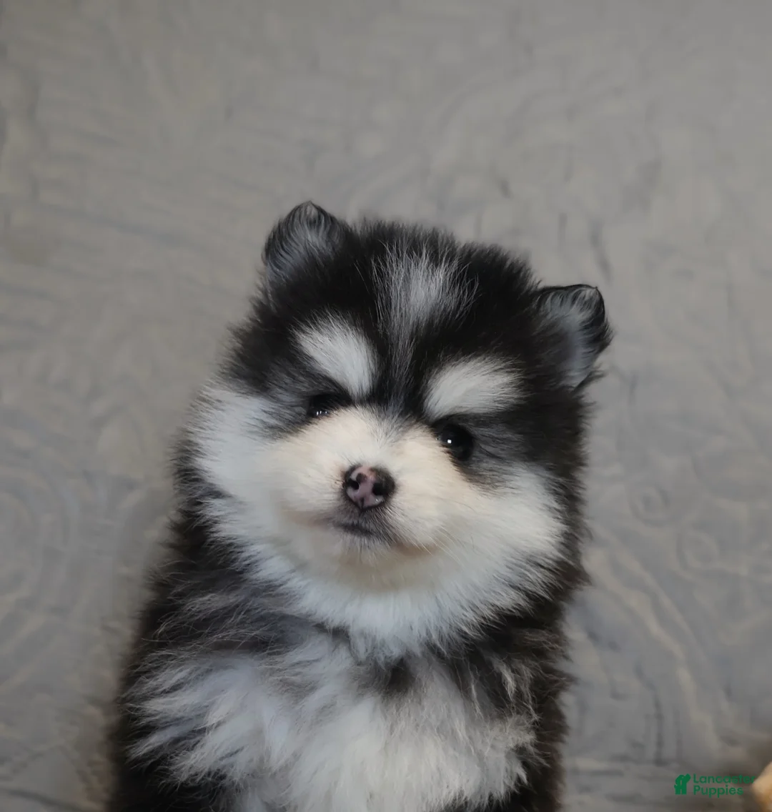 Pomsky dogs for sale: Clare - Ad 1