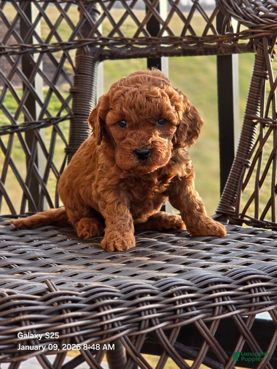 Mini Goldendoodle dogs for sale: Cuddles  - Ad 1