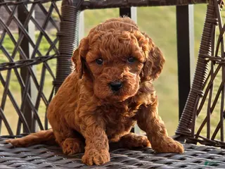 Mini Goldendoodle dogs Cuddles - Ad 7