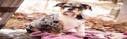 English Bulldog dogs for sale: Glitter - Ad 2
