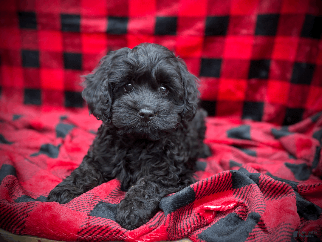 Cockapoo dogs for sale: Autumn  - Ad 1