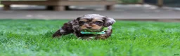 Cockapoo dogs for sale: Maverick - Ad 7