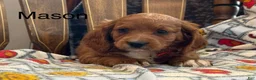 Cavapoo dogs for sale: Mason - Ad 1