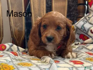 Cavapoo dogs for sale: Mason - Ad 3