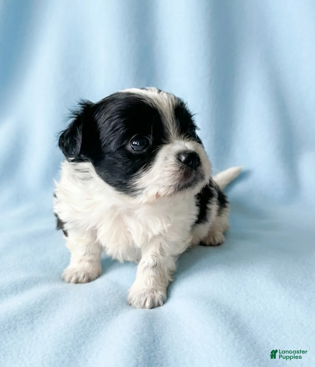 Mixed Breed dogs for sale: Bo - Ad 3