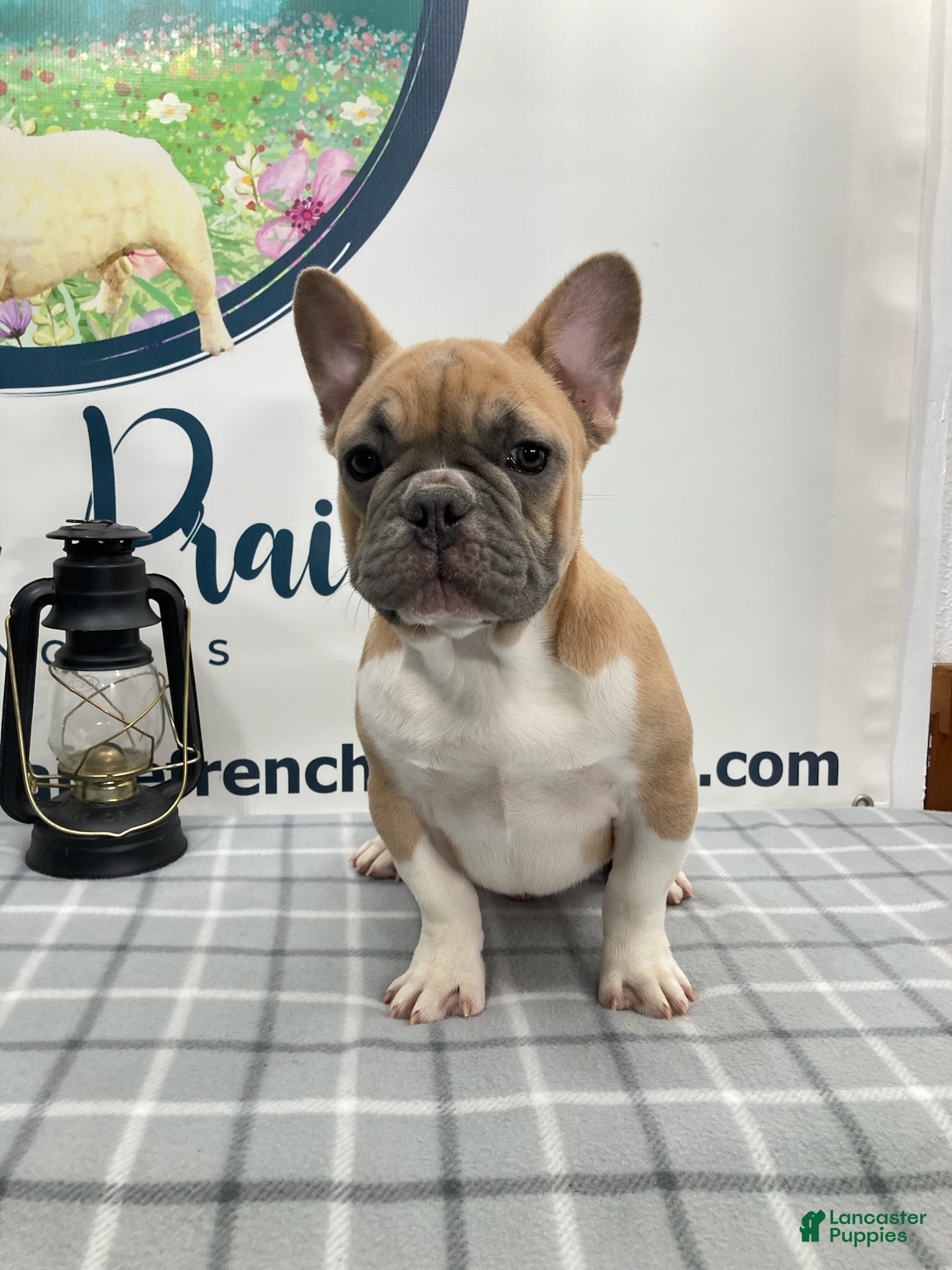 French Bulldog dogs Brennan French Bulldog Puppy  - Ad 2