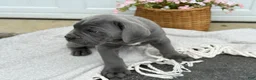 Cane Corso dogs for sale: Bane - Ad 14