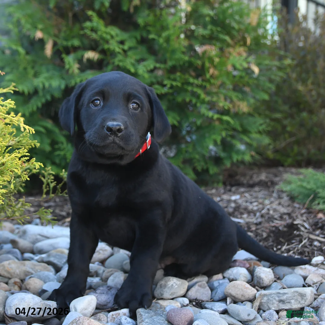 Labrador Retriever dogs for sale: Bailey - Ad 2