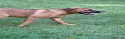Mixed Breed dogs for sale: Autumn - Ad 2