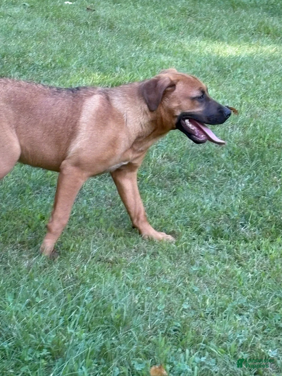 Mixed Breed dogs for sale: Autumn - Ad 2