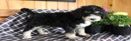 Bernedoodle dogs for sale: Carson - Ad 7