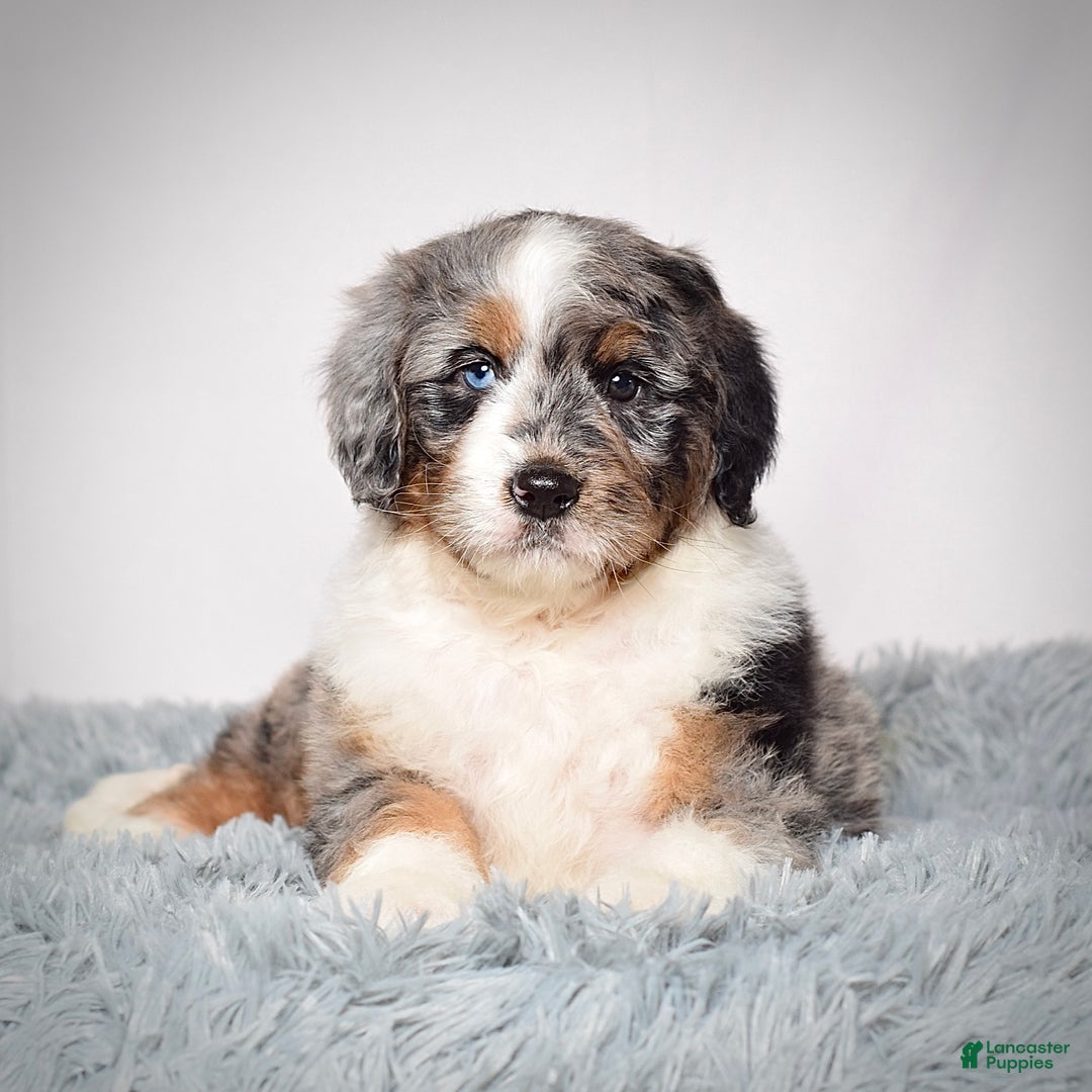 Bernedoodle dogs for sale: Ms. Maisie - Ad 4