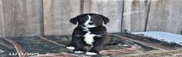 Mixed Breed dogs for sale: Rascal - Ad 3