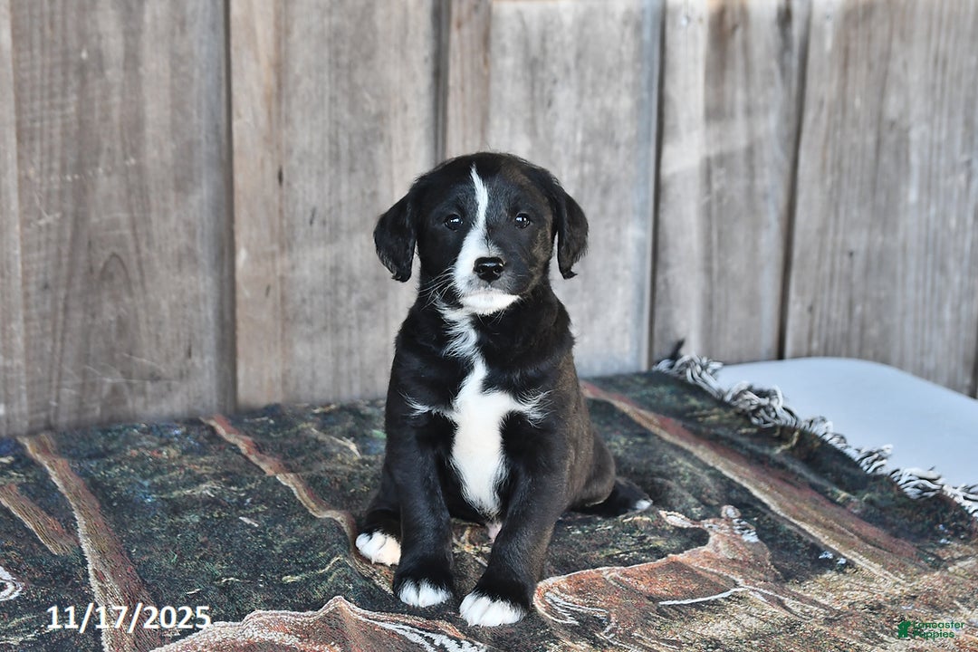 Mixed Breed dogs for sale: Rascal - Ad 3