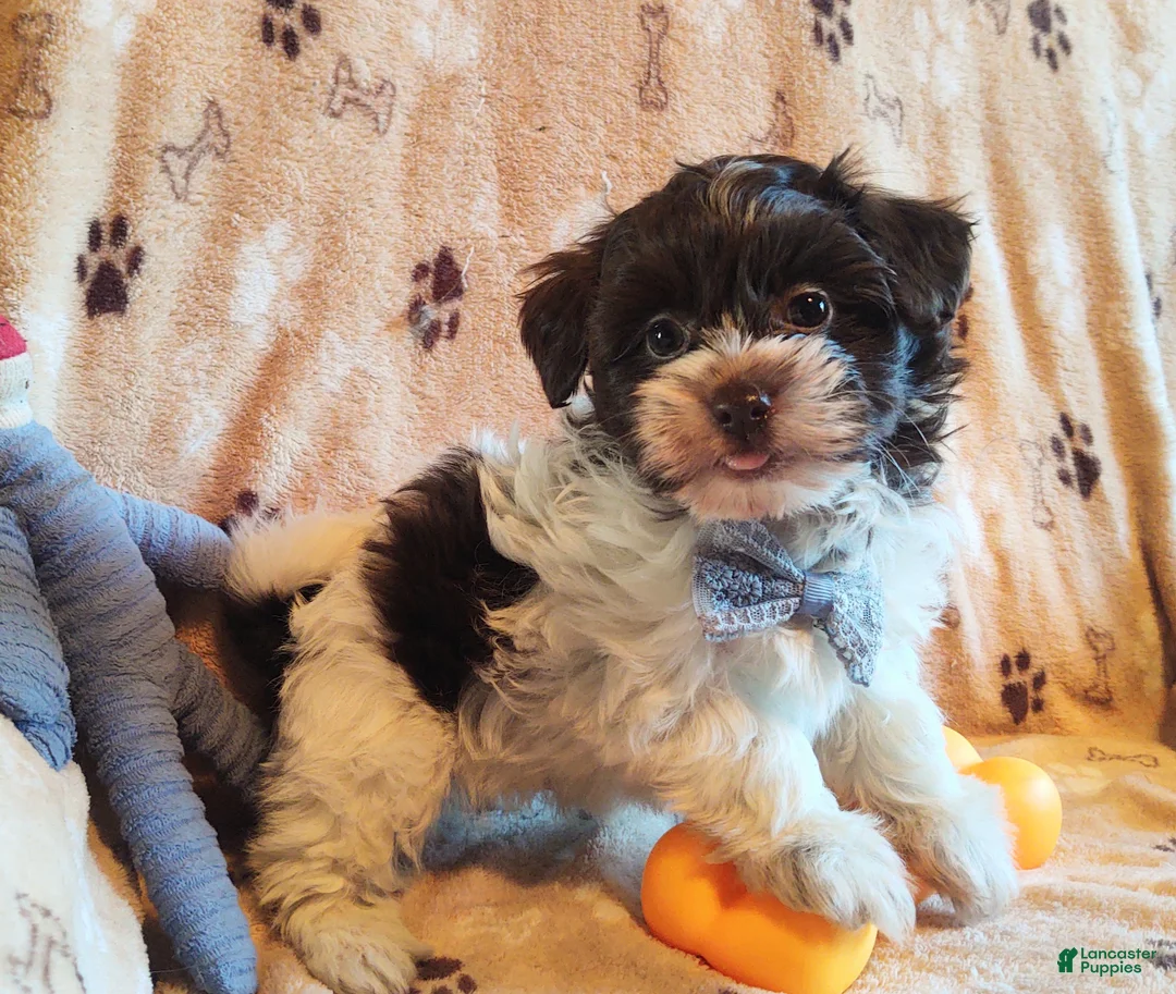 Maltipoo dogs for sale: Chocolate spots Berlee - Ad 2
