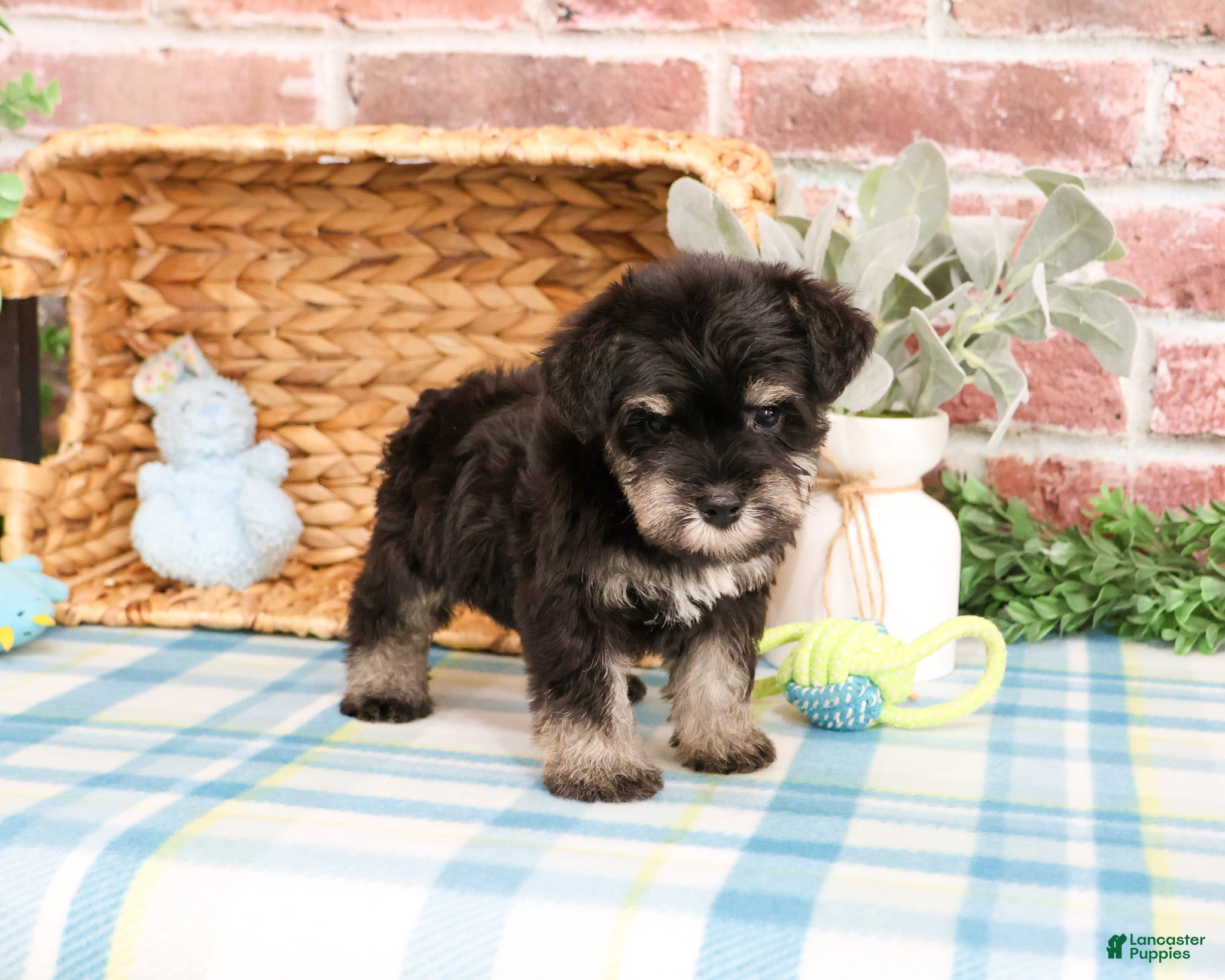 Miniature Schnauzer dogs Winnie  - Ad 37