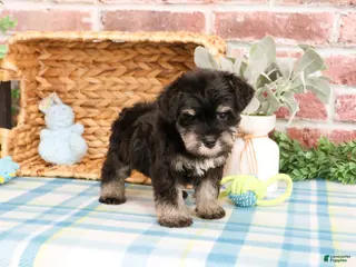 Miniature Schnauzer dogs Winnie - Ad 37