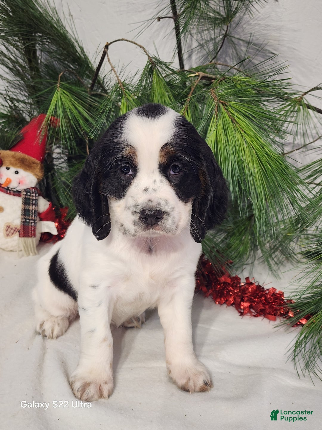 English Springer Spaniel dogs for sale: Marc - Ad 4
