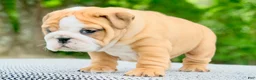 English Bulldog dogs for sale: Lainey - Ad 4