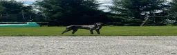 Great Dane dogs for sale: Bo  - Ad 7