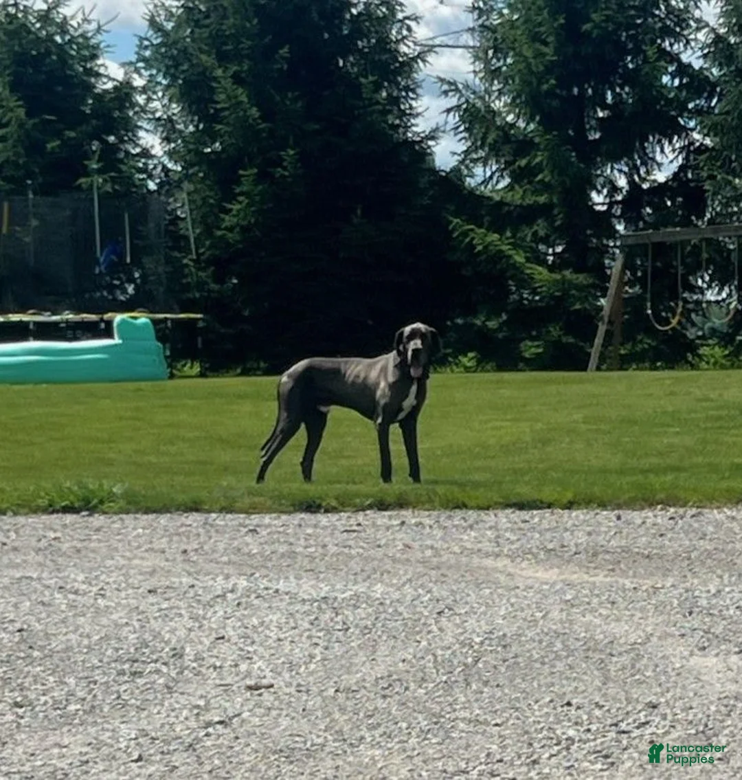 Great Dane dogs for sale: Bo  - Ad 7
