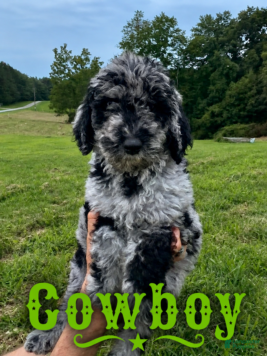 Standard Poodle dogs Cowboy - Ad 1