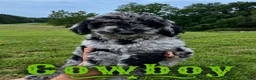 Standard Poodle dogs for sale: Cowboy - Ad 1