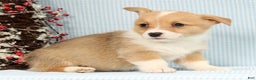 Welsh Corgi Pembroke dogs for sale: Wade - Ad 4