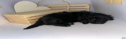 Mixed Breed dogs for sale: Duke - Ad 8