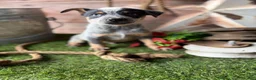 Australian Cattle Dog dogs for sale: Duke - Ad 2