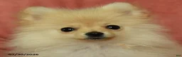 Pomeranian dogs for sale: Archie - Ad 3