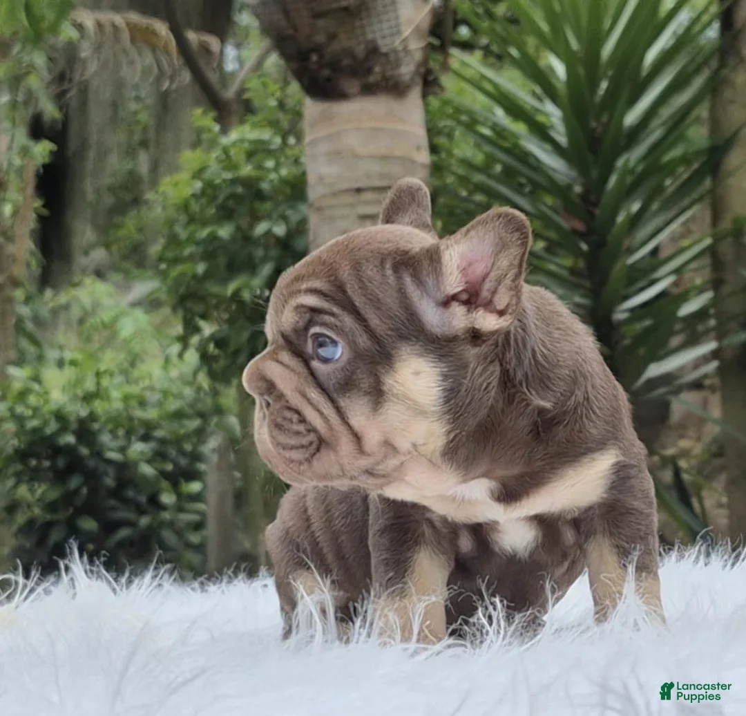 French Bulldog dogs for sale: Nayrobi French Bulldog Puppy female - Ad 2