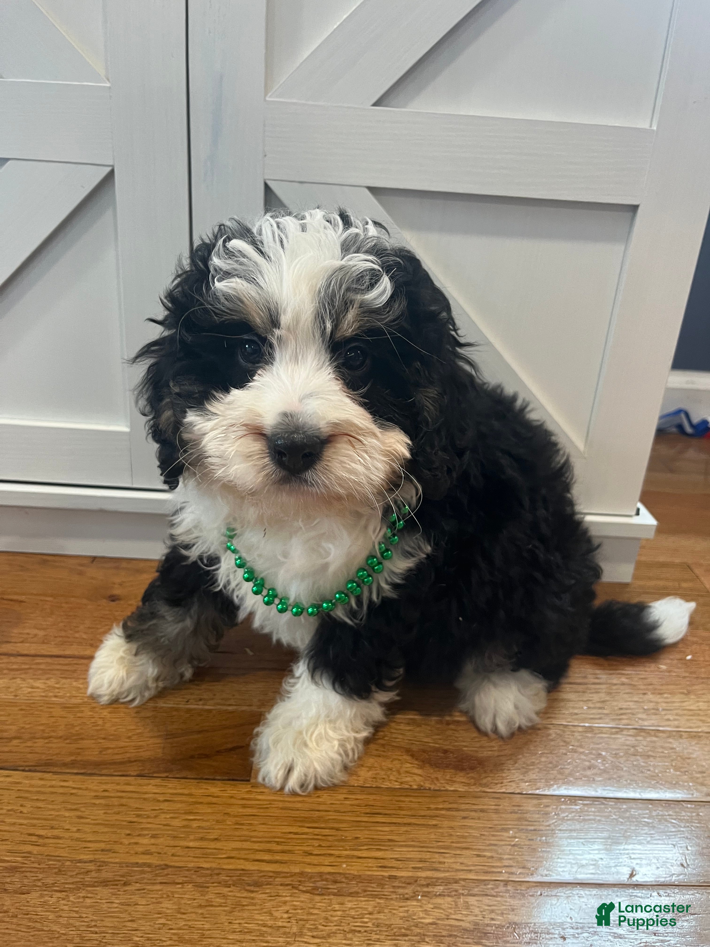 Mini Bernedoodle dogs Bourbon - Ad 2