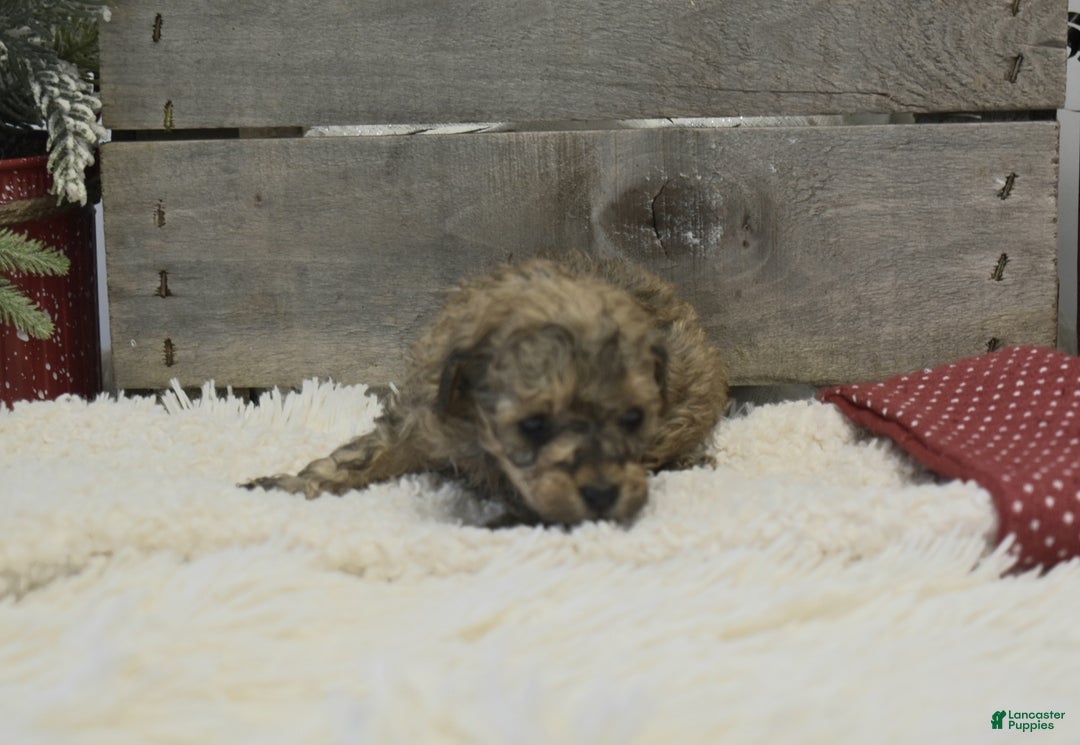 Toy Poodle dogs for sale: Kacie - Ad 6